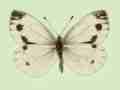 Pieris napi (gynandromorph + aberrant form posteromaculata) (Internet Image property of respective owner, non-commercial use only)